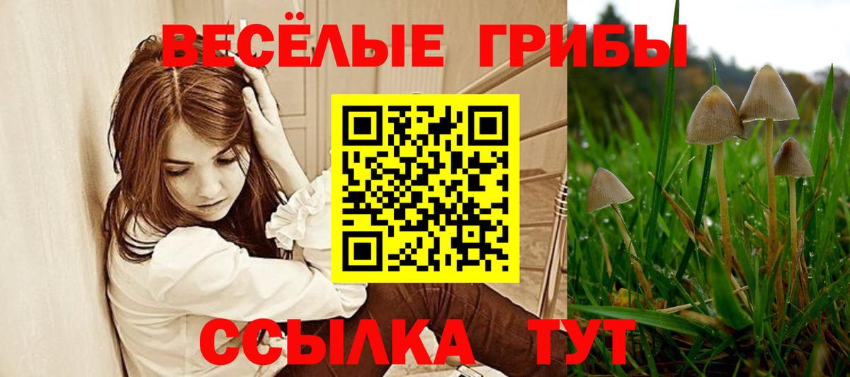Галлюциногенные грибы Psilocybe  Галлюциногенные грибы GOLDEN TEACHER  где можно купить наркотик  Вход с VPN  Сальск 